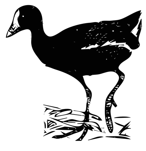 Gallinule vektor gambar